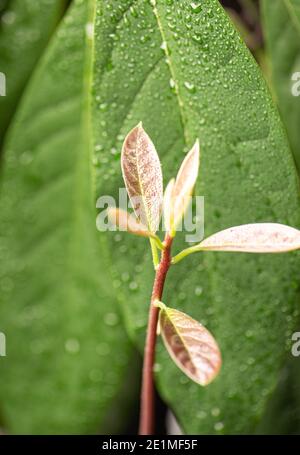 Jeunes feuilles d'avocat sur un fond de feuilles floues d'une plante adulte avec des gouttes d'eau. Plantes d'origine. Banque D'Images
