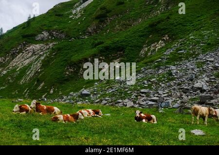 beaucoup de vaches dans l'herbe verte dans les montagnes pendant randonnée en été Banque D'Images