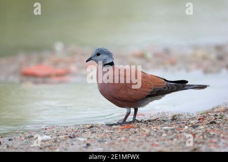 Tortue rouge Dove (Streptopelia tanquebarica), debout sous les pluies d'automne, San Tin, New Territories, Hong Kong 7 oct 2015 Banque D'Images