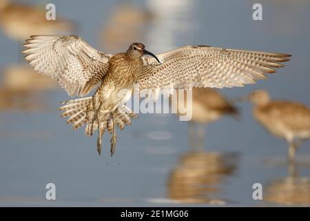 Whimbrel (Numenius phaeopus), débarquement adulte, réserve naturelle de mai po, Hong Kong, Chine août 2015 Banque D'Images