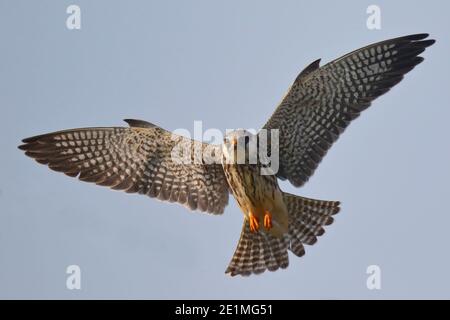 Faucon Amur (Falco amurensis), en vol depuis le bas, Tsim BEI Tsui, New Territories, Hong Kong 17 octobre 2015 Banque D'Images