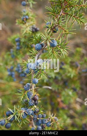 La branche Juniperus communis est proche de fruits mûrs Banque D'Images