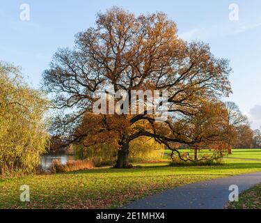 Scène d'automne à Markeaton Park Derby Royaume-Uni Banque D'Images