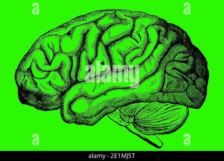 Une image gravée du cerveau humain d'un livre victorien daté de 1880 qui n'est plus dans le droit d'auteur isolé sur un fond vert, image de stock photo Banque D'Images