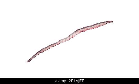 coupe transversale sous le microscope – vue microscopique de cellules végétales pour l'éducation botanique Banque D'Images