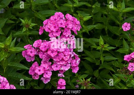 Fleur de Phlox paniculata rose en pleine fleur au jardin vivace, Sofia, Bulgarie Banque D'Images