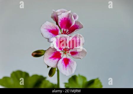 Pelargonium ou géranium mélangé blanc avec couleur rose gros plan et bourgeons, Sofia, Bulgarie Banque D'Images