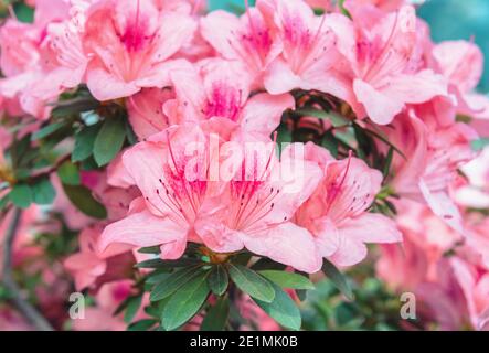 Fleurs de Rhododendron avec une grande corolle légèrement irrégulière de couleur rose ou violet-violet, récoltées dans des racémes ou des inflorescences de corymbose. Banque D'Images
