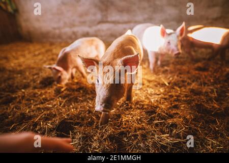 Gros plan d'un cochon jouant dans un pigsty. Groupe de porcs. Banque D'Images