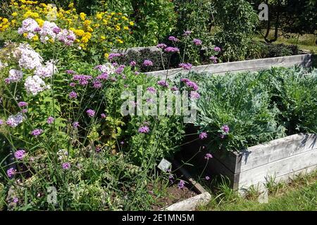 Lit surélevé dans un petit potager une combinaison de lits d'herbes, de légumes, et de fleurs Banque D'Images