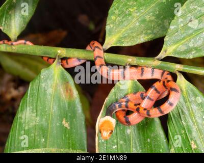 Serpent plat tropical juvénile (Siphlophe compressus) Dans la forêt tropicale la nuit n l'Amazonie équatorienne Banque D'Images