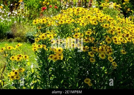 Hélium jaune dans le jardin herbacé frontière plante d'été vivace frontière vivace jardin luxuriant d'été Banque D'Images