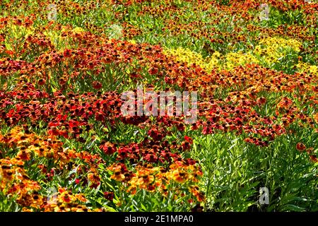 Coloré Herbacé vivace lit de fleurs jardin mélange de fleurs Heleniums Banque D'Images