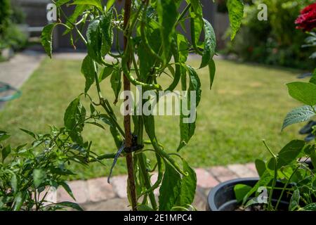 Le piment de Nahuatl chīlli est le fruit de plantes du genre Capsicum qui sont membres de la famille des nutShade, Solanaceae. Chili pe Banque D'Images