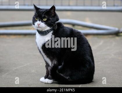 Palmerston, The Foreign Office Cat, portrait, Downing Street, Londres, Royaume-Uni Banque D'Images