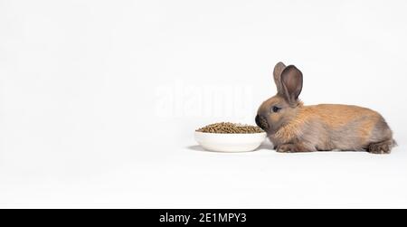 Un lapin brun se trouve près d'une plaque d'alimentation composée. Un régime alimentaire équilibré pour le lapin. Sur un arrière-plan blanc avec un emplacement pour l'espace de copie de texte Banque D'Images