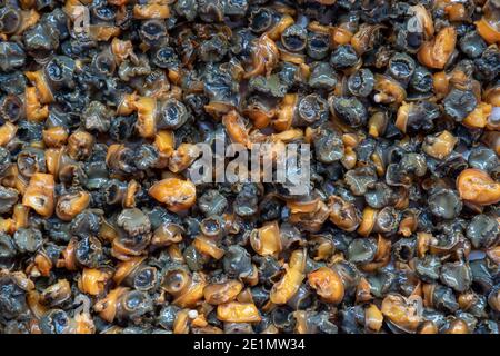 Photo de viande fraîche d'escargot sur une surface blanche. Une des sources les plus riches de vitamines A, E, K et B12. Banque D'Images