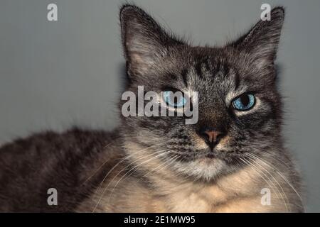 Portrait d'un chat moelleux aux yeux bleus Banque D'Images