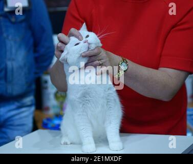 Chat blanc pedicupidité debout sur une table, les mains d'un juge la tenant en estimant sa couleur et ses proportions, montre de chat Banque D'Images
