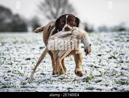 Springer Spaniel récupération d'un faisan blanc Banque D'Images