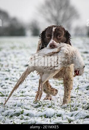 Springer Spaniel récupération d'un faisan blanc Banque D'Images