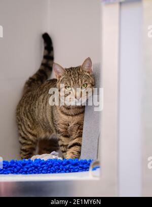 Le siège social de la société caritative Cats protection sur la forêt d'Ashdown au Royaume-Uni. Banque D'Images