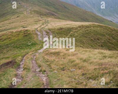 Couple de Tatra chamois, rupicapra rupicapra tatrica paissant debout sur un sentier de randonnée dans la prairie de montagne d'été dans le parc national de Low Tatras en Slovaquie Banque D'Images