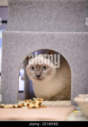 Le siège social de la société caritative Cats protection sur la forêt d'Ashdown au Royaume-Uni. Banque D'Images