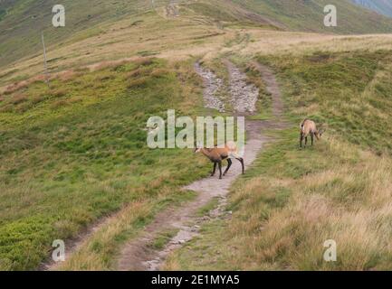 Couple de Tatra chamois, rupicapra rupicapra tatrica paissant debout sur un sentier de randonnée dans la prairie de montagne d'été dans le parc national de Low Tatras en Slovaquie Banque D'Images