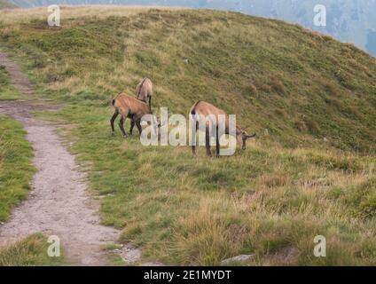 Groupe de Tatra chamois, rupicapra rupicapra tatrica paissant debout sur un sentier de randonnée dans la prairie de montagne d'été dans le parc national de Low Tatras en Slovaquie Banque D'Images