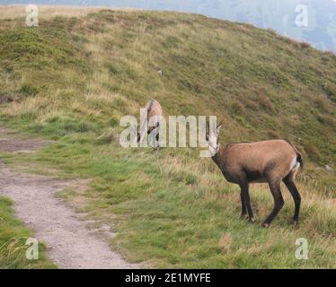 Groupe de Tatra chamois, rupicapra rupicapra tatrica paissant debout sur un sentier de randonnée dans la prairie de montagne d'été dans le parc national de Low Tatras en Slovaquie Banque D'Images