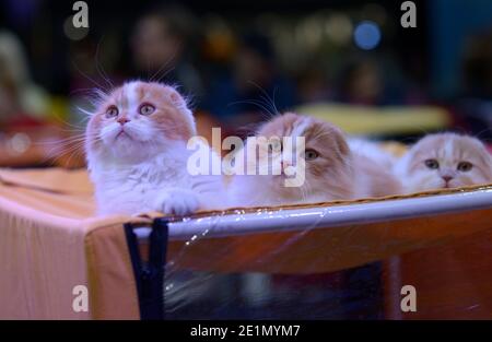 Trois jolis chatons écossais repliés assis sur le dessus d'une cage, spectacle de chats Banque D'Images