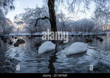 Glasgow, Écosse, Royaume-Uni. 8 janvier 2021. Météo au Royaume-Uni : des cygnes muets se nourrissant dans l'étang froid glacé du parc Queen. Credit: SKULLY/Alay Live News Banque D'Images