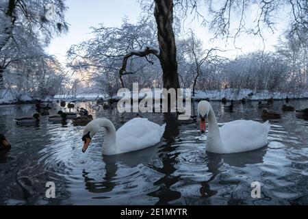 Glasgow, Écosse, Royaume-Uni. 8 janvier 2021. Météo au Royaume-Uni : des cygnes muets se nourrissant dans l'étang froid glacé du parc Queen. Credit: SKULLY/Alay Live News Banque D'Images