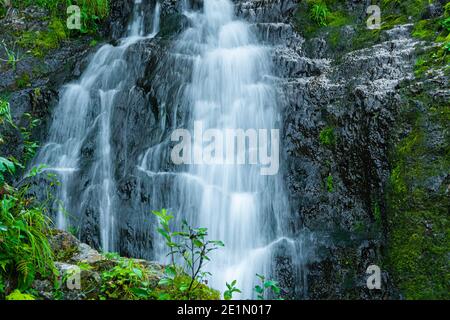 Ruisseau forestier dans la forêt tropicale. Cascade au milieu de rochers et de verdure. Rivière de montagne le jour d'été. Paysage naturel avec cascades de Mountain creek Banque D'Images