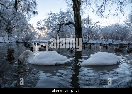 Glasgow, Écosse, Royaume-Uni. 8 janvier 2021. Météo au Royaume-Uni : des cygnes muets se nourrissant dans l'étang froid glacé du parc Queen. Credit: SKULLY/Alay Live News Banque D'Images