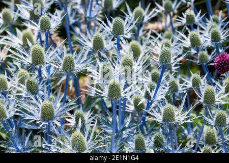 Sea Holly, Eryngium x zabelli jos eijking Banque D'Images