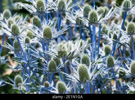 Sea Holly, Eryngium x zabelli jos eijking Banque D'Images