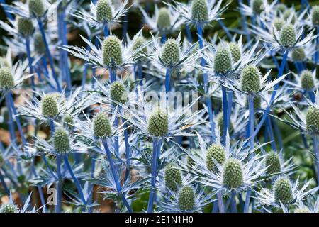 Sea Holly, Eryngium x zabelli jos eijking Banque D'Images