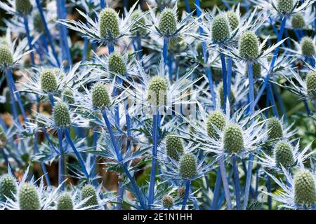 Sea Holly, Eryngium x zabelli jos eijking Banque D'Images