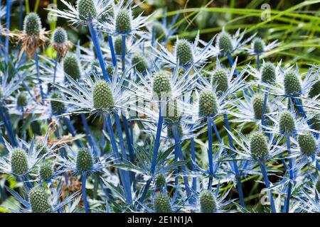 Sea Holly, Eryngium x zabelli jos eijking Banque D'Images