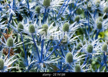 Sea Holly, Eryngium x zabelli jos eijking Banque D'Images