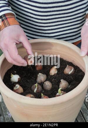 Planter des bulbes de Tulipa 'drapeau blanc' dans un pot. Bulbes de tulipe à fleurs printanières plantés dans un récipient en automne. ROYAUME-UNI Banque D'Images