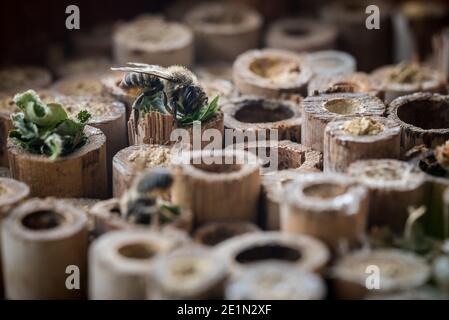 Une abeille fait un nid dans un tube de bambou dans un jardin à Exeter, Devon, Royaume-Uni. Banque D'Images