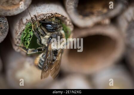 Une abeille fait un nid dans un tube de bambou dans un jardin à Exeter, Devon, Royaume-Uni. Banque D'Images