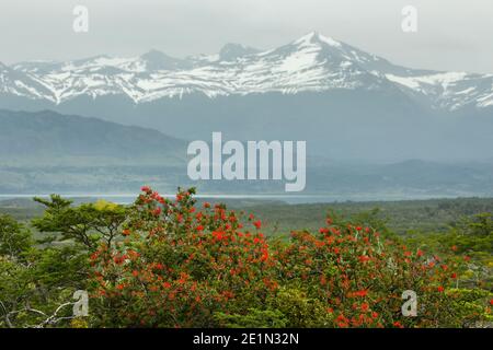 Feu de brousse chilienne (Enithrium coccineum) floraison devant la chaîne de montagnes Cerro Benitez nr Milodon Cave, près de Puerto Natales Patagonia, Chili Banque D'Images