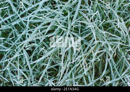 Herbe givrée.Herbe dépolie sur une pelouse domestique en hiver.Janvier.ROYAUME-UNI Banque D'Images