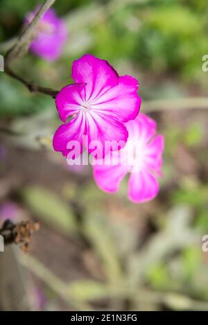 Campion rose (Silene coronaria) Banque D'Images