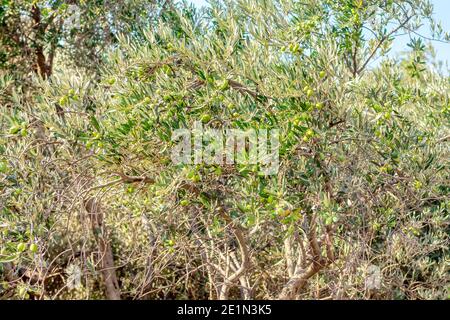 Olivier avec branches vertes Banque D'Images