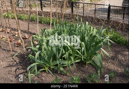 Accueil plantes à l'ail d'éléphant biologique (Allium amppelloprasum) croissant sur un allotement dans un jardin de légumes dans le Devon rural, Angleterre, Royaume-Uni Banque D'Images